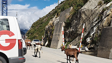 Eine Herde Ziegen läuft über eine Strasse in den Schweizer Bergen, an der eine Baustelle von STRABAG liegt.
