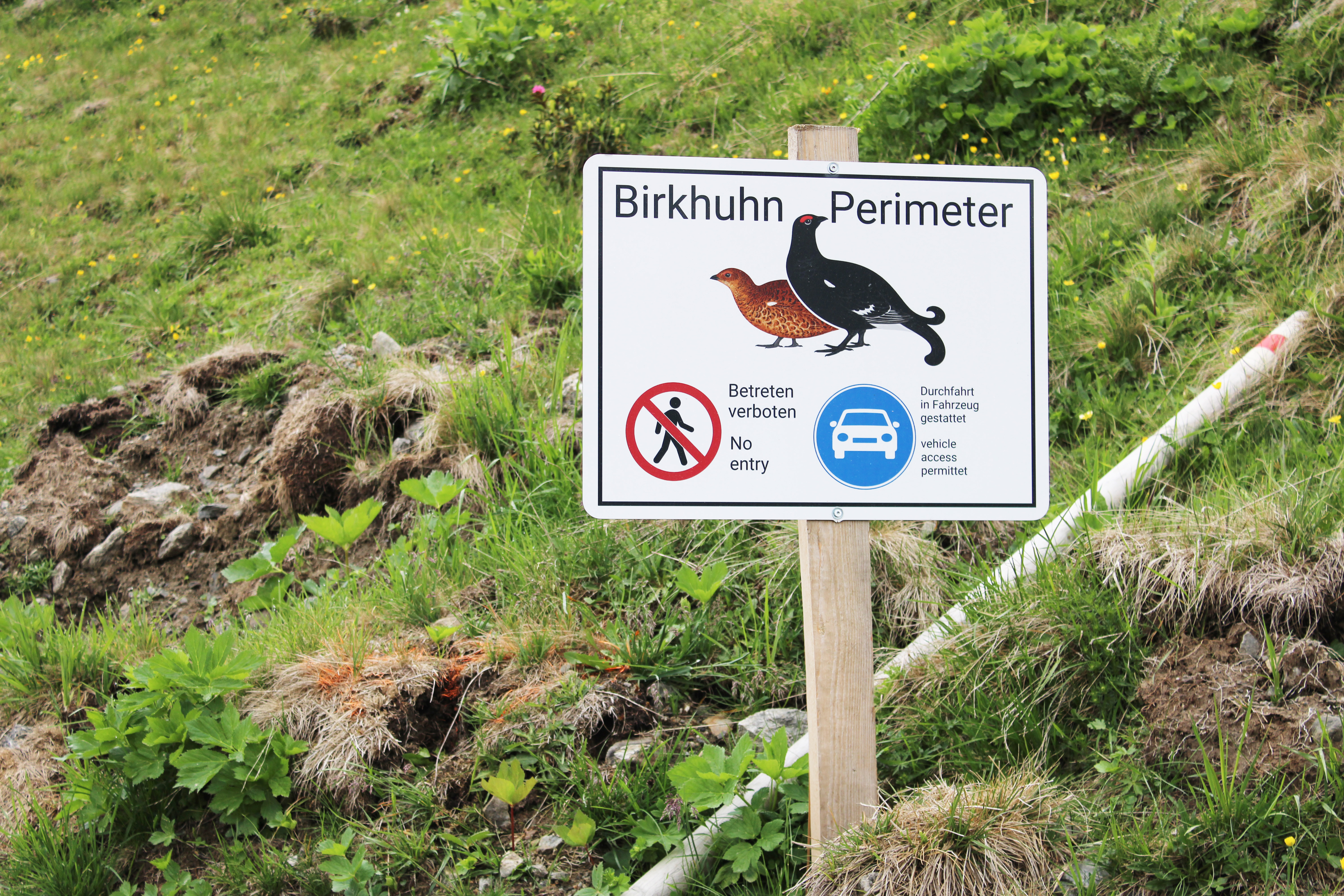 Ein Hinweis-Schild vom Birkhuhn Perimeter mit grüner Wiese im Hintergrund.