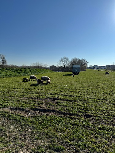 Schafe, die weiden auf der landwirtschaflichen Fläche direkt vor dem Schlammweiher