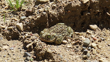 Eine Kreuzkröte sitzt gut getarnt auf sandigem, steinigem Boden. Ihr geflecktes grün-braunes Muster passt sich der Umgebung an. Kleine Pflanzen und Erdklumpen umgeben das Tier.