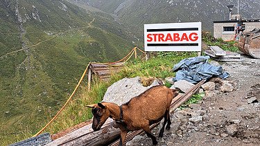 Tierische Besucher - STRABAG Ingenieurbau Eine Ziege mit Glocke auf dem Gelände einer STRABAG Baustelle in den Schweizer Alpen.