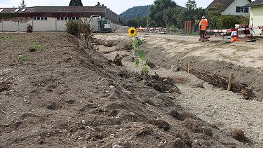 Arbeiten am Flussbett, Sonnenblume links im Bild sichtbar