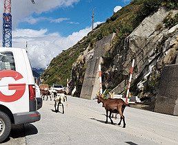 Eine Herde Ziegen läuft über eine Strasse in den Schweizer Bergen, an der eine Baustelle von STRABAG liegt.