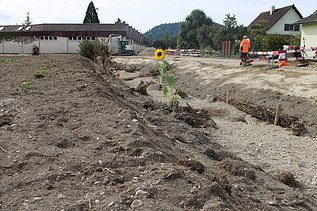 Arbeiten am Flussbett, Sonnenblume links im Bild sichtbar