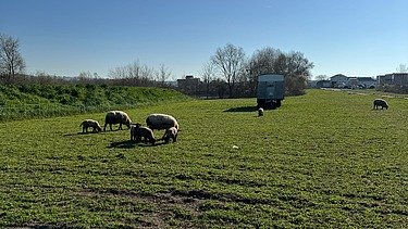 Schafe, die weiden auf der landwirtschaflichen Fläche direkt vor dem Schlammweiher