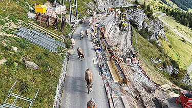 Spektakuläre Aufnahme mit einer Kuhherde entlang der Baustelle und Absperrung