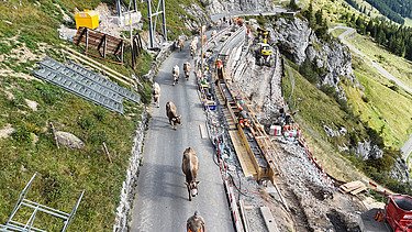 Spektakuläre Aufnahme mit einer Kuhherde entlang der Baustelle und Absperrung