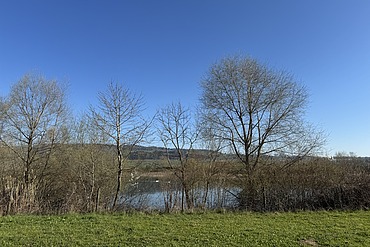 Sicht auf den Schlammweiher mit Bäumen vorne dran, leicht versteckt.