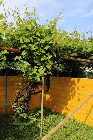 Weinrebe in der Pergola, die von einem gelben Schutzzaun aus Holz umgeben ist.