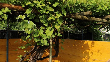Weinrebe in der Pergola, die von einem gelben Schutzzaun aus Holz umgeben ist.