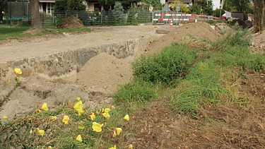Nachtkerzen im zukünftigen Flussbett, im Hintergrund Wohngegend