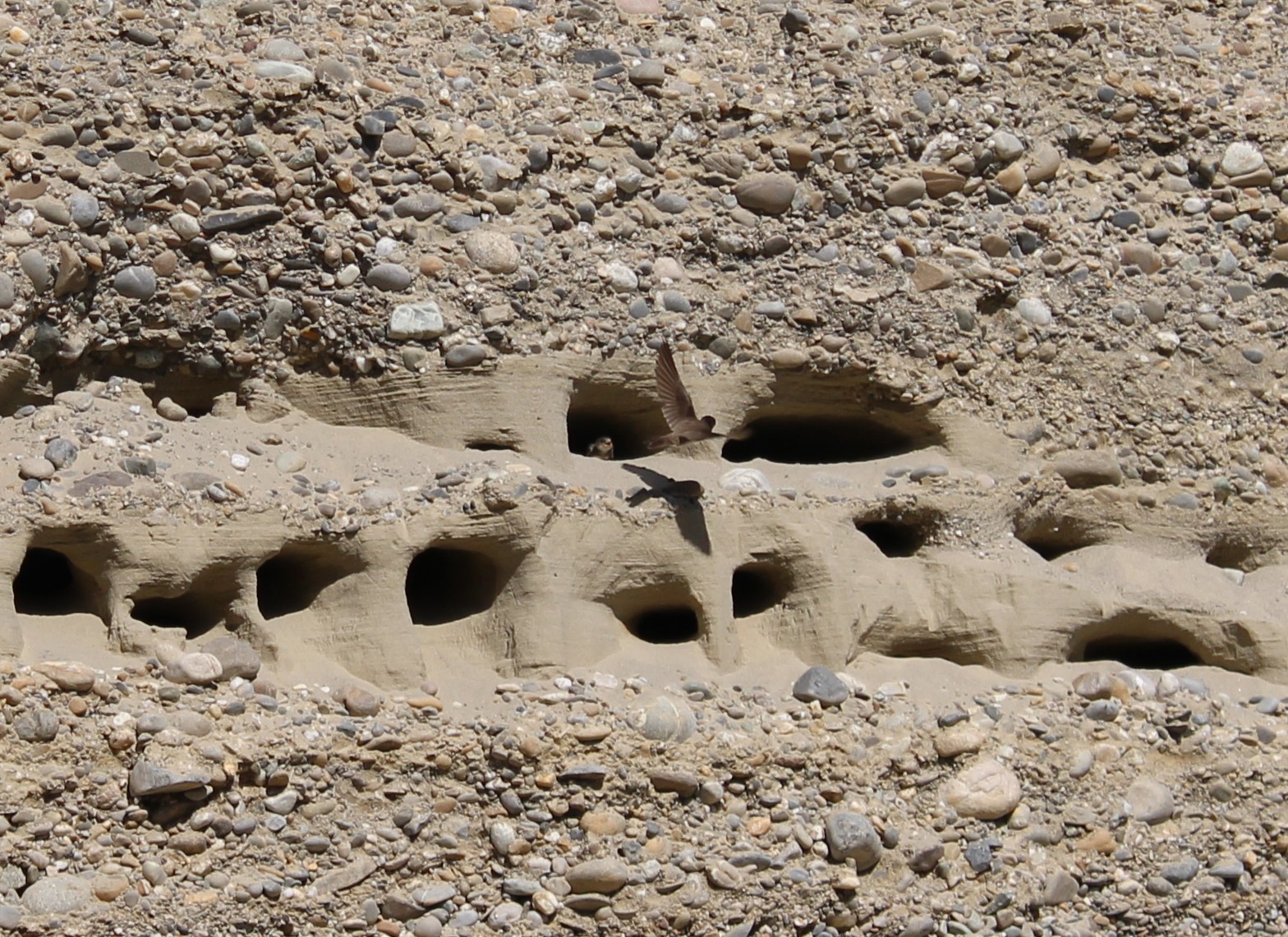 Uferschwalben-Nester Nahaufnahme in Steilwand, zwei Schwalben sind zu erkennennen