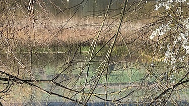 Ansicht Schlammweiher